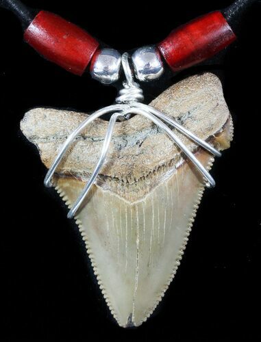 Fossil Angustiden Tooth Necklace - Megalodon Ancestor #47542